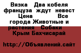  Вязка ! Два кобеля француза ,ждут  невест.. › Цена ­ 11 000 - Все города Животные и растения » Собаки   . Крым,Бахчисарай